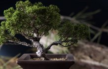 Árvore bonsai em vaso ornamentado — Fotografia de Stock