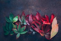Pile of autumn gradient leaves — Stock Photo