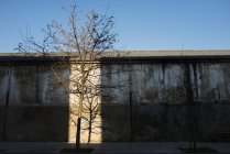 Mancha de luz solar que brilla sobre árboles sin hojas en el fondo del edificio de la calle envejecido . - foto de stock