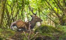 Deer lying at ground in green forest — Stock Photo
