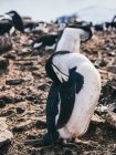 Стая пингвинов чистит перья — стоковое фото