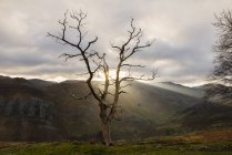 Landscape of mountains with sunbeams penetrating bare tree on green hill. — Stock Photo