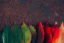 Fila de follaje degradado de otoño - foto de stock