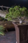 Árbol bonsái en maceta ornamentada - foto de stock