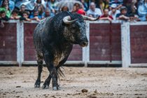 Bull on bullring sand — Stock Photo