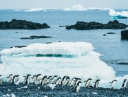 Pinguine gehen an Land — Stockfoto