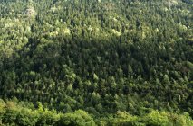 Vue aérienne de la forêt verte — Photo de stock