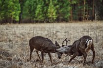 Two deer fighting at dry field on background of woods . — Stock Photo