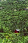 Casa roja situada en la ladera de la montaña entre bosques de coníferas . - foto de stock