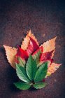 Pile of autumn gradient leaves — Stock Photo