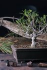 Bonsai tree and care tools — Stock Photo