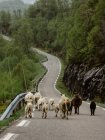 Bovini che corrono lungo la strada in montagna — Foto stock