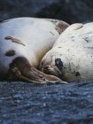 Seals sleeping on shore — Stock Photo
