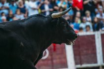 Stier mit Kopf über Menschenmenge — Stockfoto