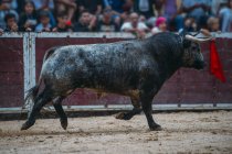 Bull running on bullring sand — Stock Photo