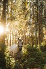 Vista frontal del caballo blanco atado en bosques soleados - foto de stock