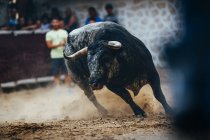 Bull in esecuzione su sabbia bullring — Foto stock