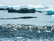 Pingüinos caminando sobre la nieve - foto de stock