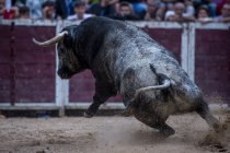 Toro en movimiento sobre arena de plaza de toros - foto de stock