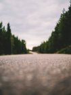 Estrada pavimentada na floresta — Fotografia de Stock