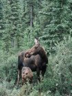 Moose with elk calf in woods — Stock Photo