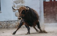 Bull on bullring sand — Stock Photo