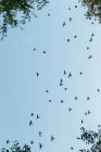 De abaixo vista de pássaros silhuetas voando alto no fundo do céu azul . — Fotografia de Stock