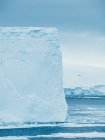 Muro del glaciar en el mar - foto de stock