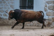 Bull walking near blue rural building facade — Stock Photo