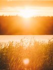 Трава на березі озера на заході сонця — стокове фото