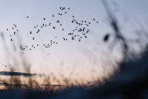 Чорні птахи летять у блакитному небі над сухим полем — стокове фото