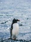 Pinguin steht auf Kieselsteinen — Stockfoto