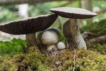 Close up view of poisonous mushrooms in forest — Stock Photo