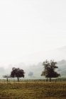 Scenic view of trees at countryside field on background of misty hill slope — Stock Photo