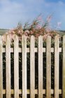 Blooming bush behind wooden fence on blue sky background. — Stock Photo
