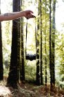 Crop hand of holding analog camera in sunny forest. — Stock Photo