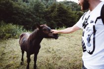 Crop bearded man standing and stroking small foal in nature. — Stock Photo