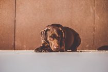 Adorable brown labrador puppy lying on gray floor with head on paws. — Stock Photo