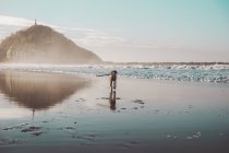 Hund mit Stock im Gebiss läuft an nebligem Meeresufer — Stockfoto