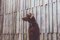 Adorable perro marrón posando frente a una pared de madera gris . - foto de stock