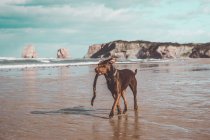 Собака грає з палицею на березі моря — стокове фото