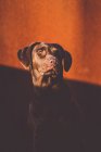 Sunlit dog muzzle looking away — Stock Photo
