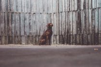 Cute brown Labrador dog sitting near wooden wall — Stock Photo