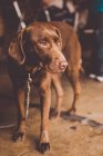 Adorabile cane labrador marrone con guinzaglio in piedi sul pavimento piastrellato e guardando altrove — Foto stock