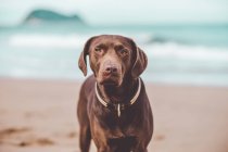 Brown cão labrador posando na costa e olhando para a câmera — Fotografia de Stock
