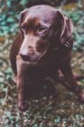 Чарівна коричнева собака-лабрадор сидить на землі і дивиться геть — стокове фото