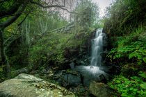 Вид на водоспад у зеленому лісі — стокове фото