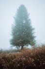 Árvore sempre verde no prado rural em névoa grossa de manhã . — Fotografia de Stock