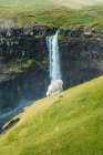 Sheep pasturing on lawn on background waterfall — Stock Photo