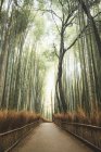 Vista perspectiva da estrada pavimentada em meio a misterioso bosque de bambu — Fotografia de Stock